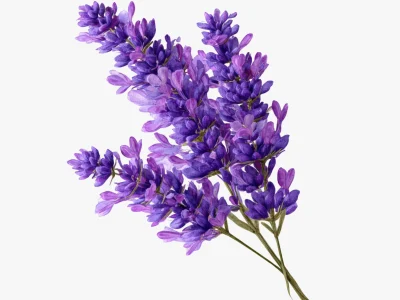lavender-01 lavender